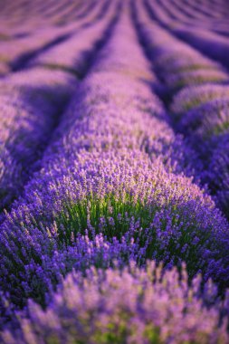 Provence 'deki lavanta tarlası