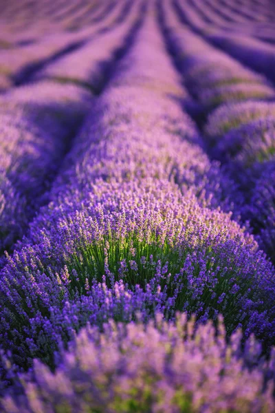 Campo de lavanda en Provenza —  Fotos de Stock