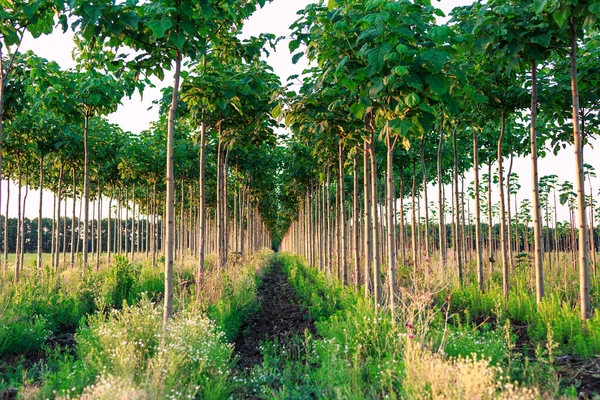 Bosque bonito, plantación de árboles paulownia —  Fotos de Stock