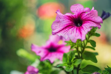 Arka plan olarak güzel bahçe çiçekleri