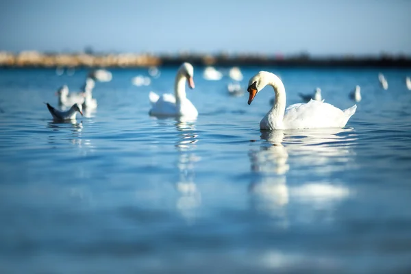 Лебеді на морі — стокове фото