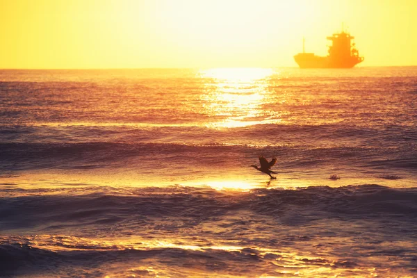 Schöner Morgen über dem Meer. fliegender Vogel und segelnde Fracht — Stockfoto