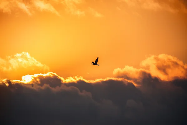 Летящей птицы в небе картинки, стоковые фото Летящей птицы в небе |  Depositphotos