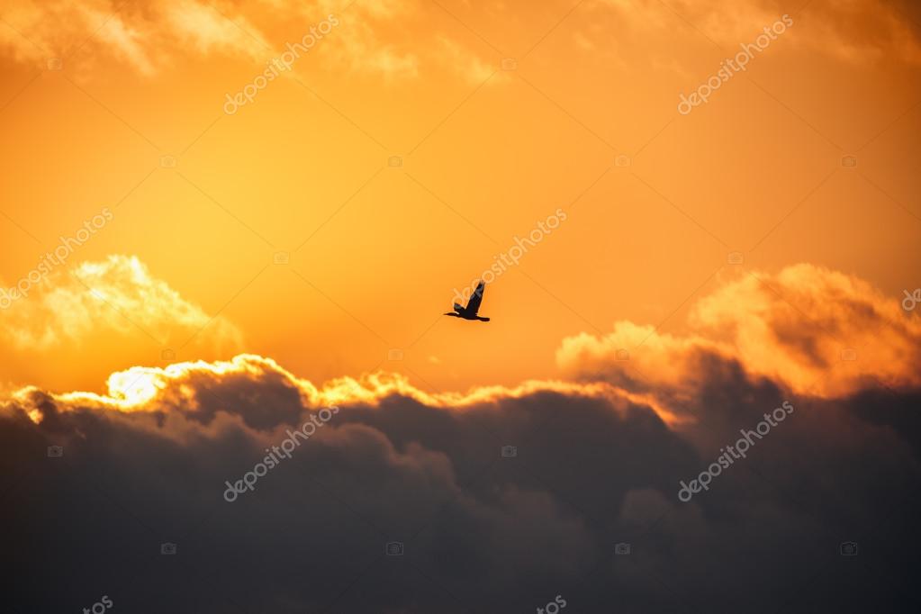 Flying Bird In The Sky Scenic Sunrise With Beautiful Cloudscape Stock Photo Image By C Valio84sl Flying Bird In The Sky Scenic Sunrise With Beautiful Cloudscape Stock Photo Image By C Valio84sl