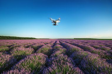 Kişisel bir dron güzel lavanta alan üzerinde uçan