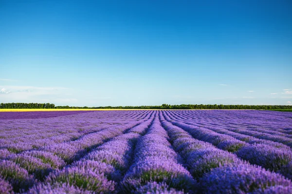 Levandulové pole v Provence — Stock fotografie