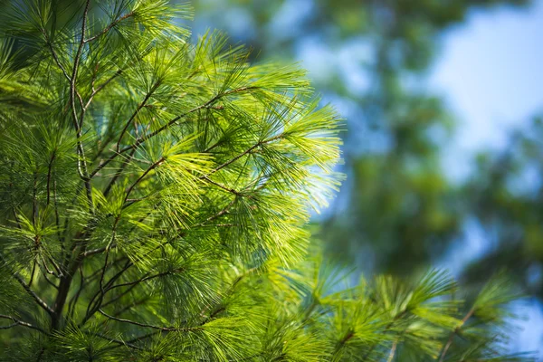 Pine tree in the wood agains the blue sky as a background — Stock Photo, Image