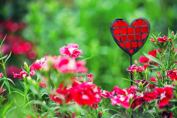 Summer beautiful garden with pretty cloves — Stock Photo, Image