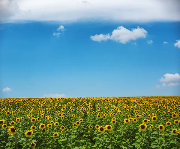 Field of blooming sunflowers — Stock Photo, Image