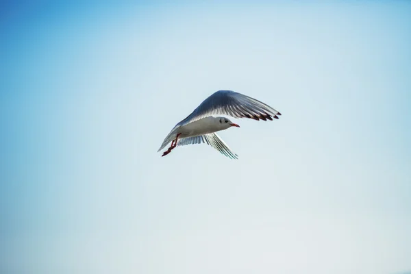 O sol está brilhando e gaivota voando no sk azul — Fotografia de Stock
