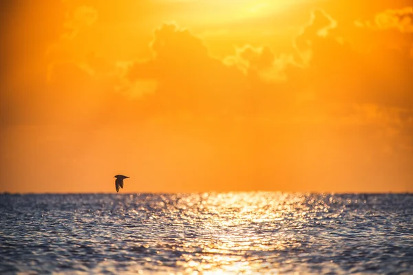 Beautiful view over the sea. Scenic sunrise and flying bird back — Stock Photo, Image