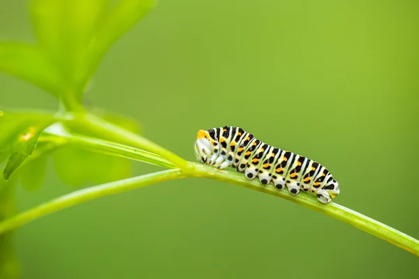 Gyönyörű zöld caterpillar kúszik a zöld levél — Stock Fotó