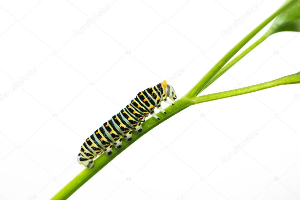 Beautiful green caterpillar creeps on a green leaf isolated
