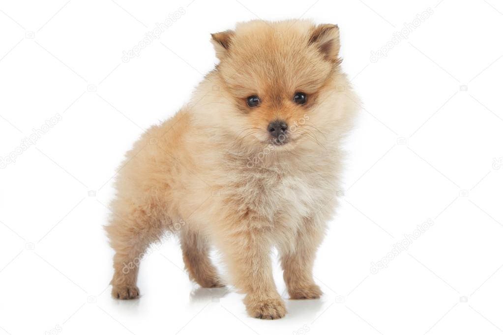 Portrait of cute pomeranian puppy, isolated on white