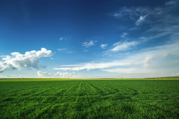 Campo de trigo contra o céu azul com nuvens brancas — Fotografia de Stock