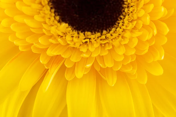 Gerbera giallo fiore come sfondo. Concetto di San Valentino . — Foto Stock