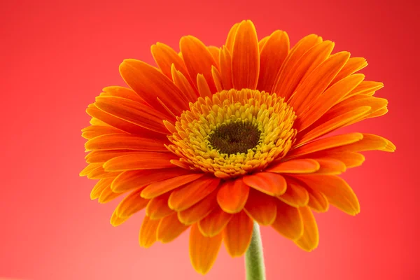 Laranja gerbera flor macro estúdio isolado — Fotografia de Stock