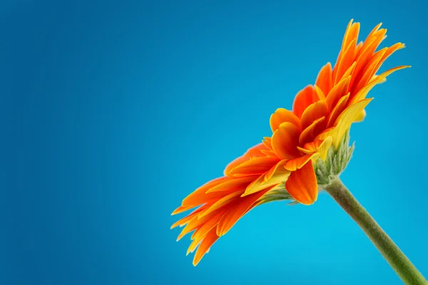 Gerbera Daisy Blume isoliert auf blauem Hintergrund — Stockfoto