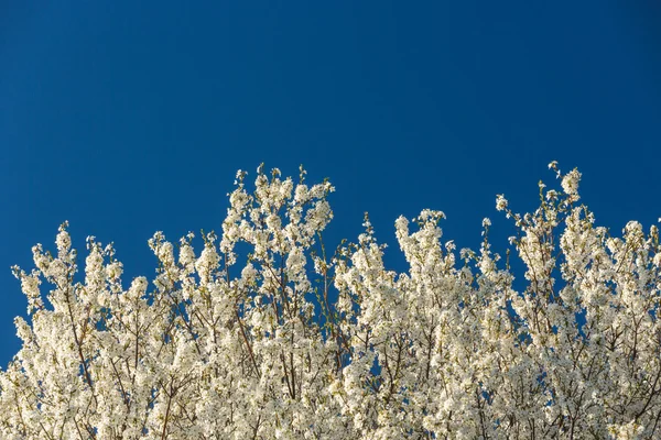 Spring blooming tree and blue sky, natural background — Stock Photo, Image