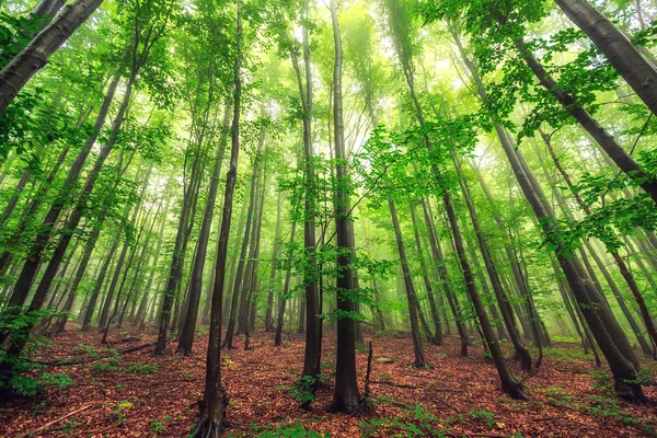 Piękna przyroda o poranku w mglistym wiosennym lesie ze słońcem — Zdjęcie stockowe