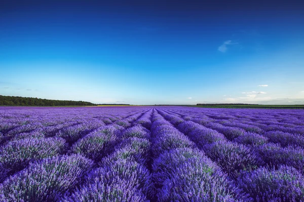 Lavendelfält i Provence — Stockfoto