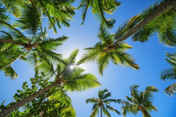Coconut palm trees perspective view — Stock Photo, Image