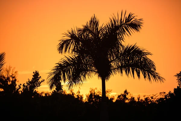 Palma tropicale silhouette sullo sfondo di una bella s — Foto Stock