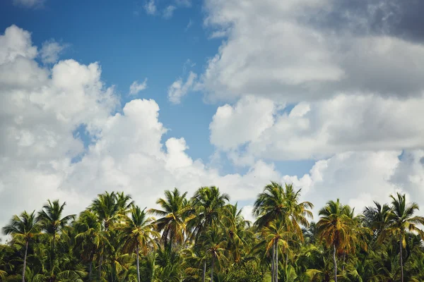 Palmbomen op tropische kust landschap — Stockfoto