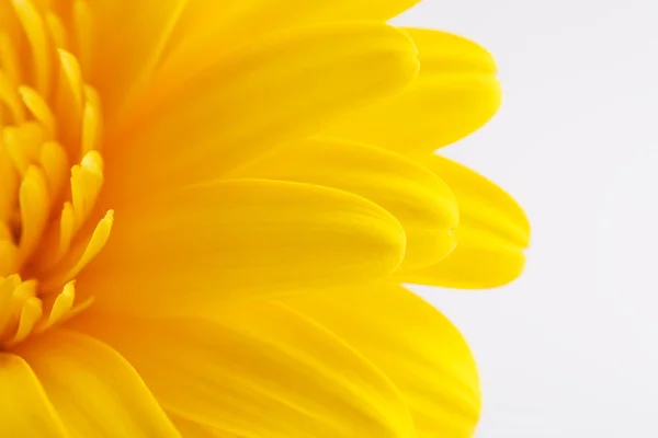 Kronblad av gerbera daisy som bakgrund — Stockfoto