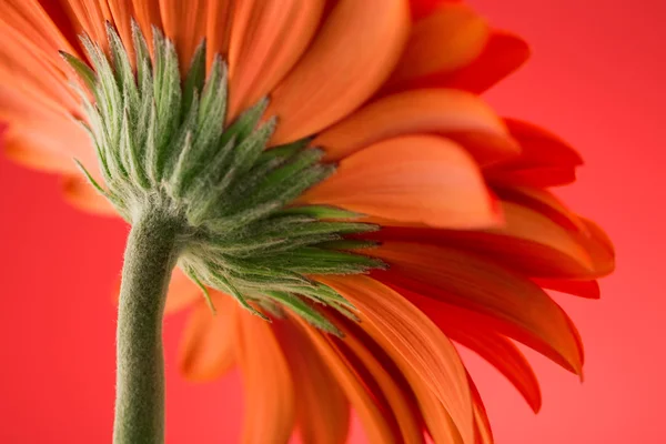 Kronblad av gerbera blomma makro — Stockfoto