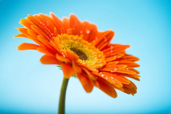 ガーベラ デイジーの花のオレンジ色の花弁が濡れています。 — ストック写真