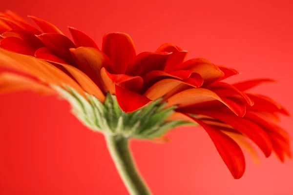 Bela flor de gerbera perto — Fotografia de Stock