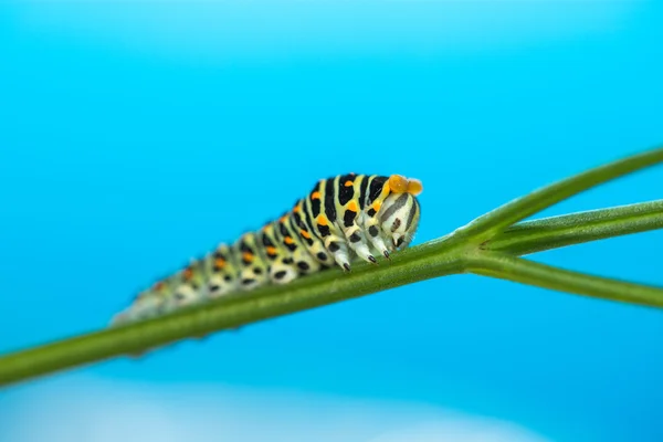Zöld caterpillar kúszik a zöld levél elszigetelt — Stock Fotó