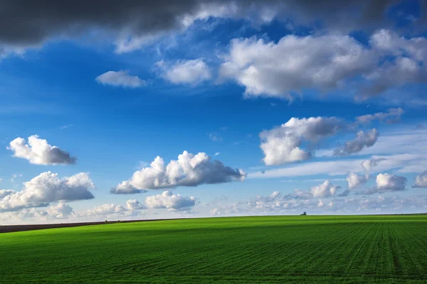 Champ de blé contre ciel bleu avec nuages blancs — Photo