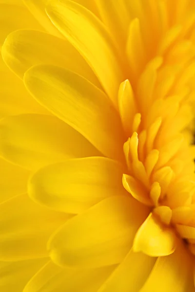 Amarelo gerbera flor margarida como um fundo — Fotografia de Stock