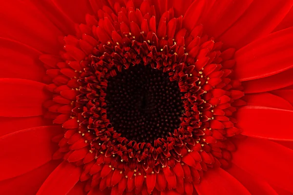 Червона гербера ромашкова квітка як фон — стокове фото