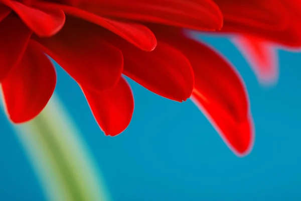 青色の背景に分離された赤いガーベラ デイジーの花 — ストック写真