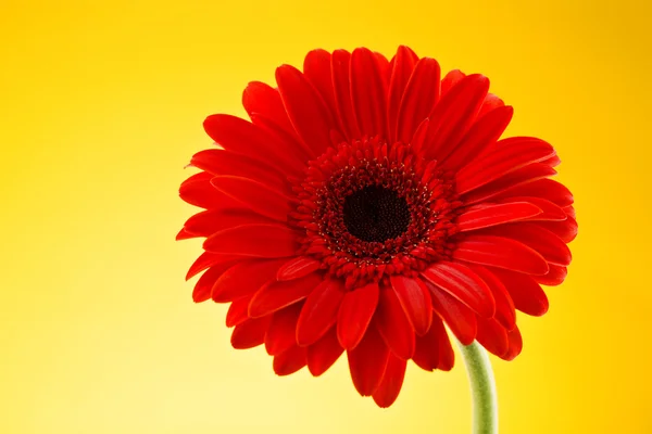 Rote Gerbera-Blüte isoliert. Valentinstag-Konzept. — Stockfoto