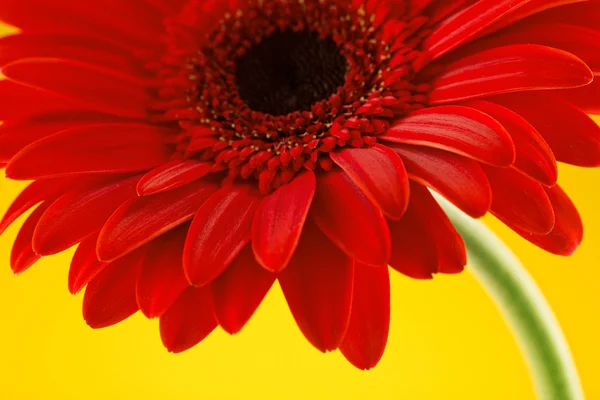 Flor de gerbera vermelha isolada. Conceito de dia dos namorados . — Fotografia de Stock