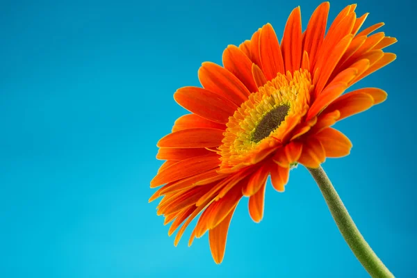 İzole güzel turuncu gerbera çiçek — Stok fotoğraf