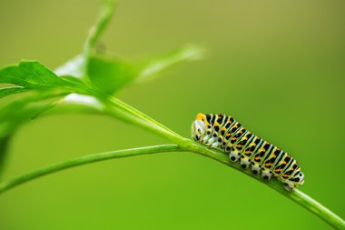 Beautiful green caterpillar creeps on a green grass clipart