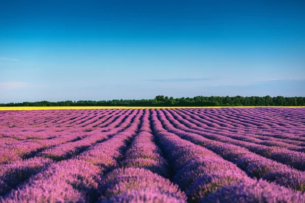 Lavendelfält i Provence — Stockfoto