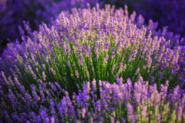 Levendula mező Provence-ban — Stock Fotó