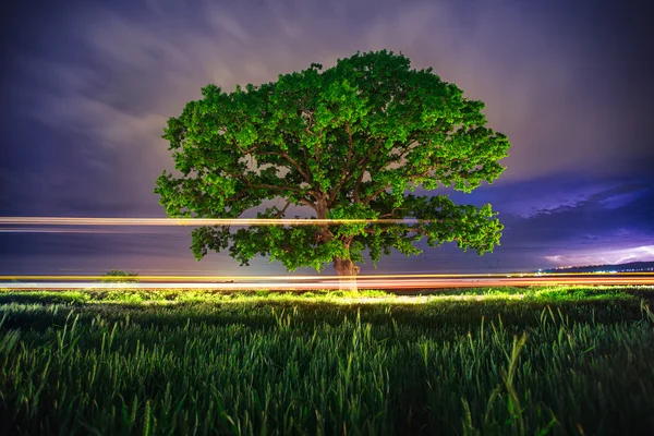 Grande albero verde di notte — Foto Stock