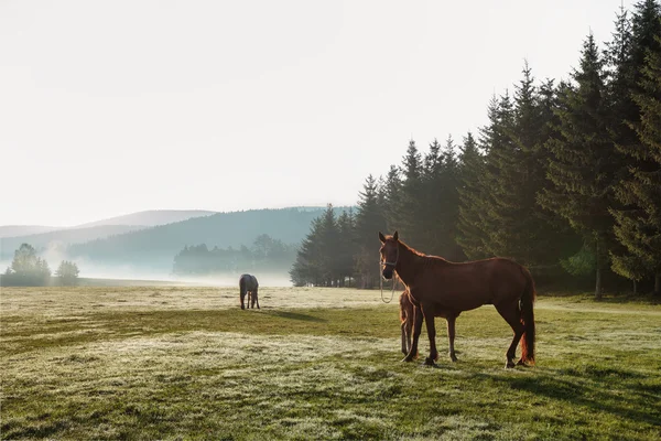 Wild horses grazing fresh grass in the mountain field. Beautiful — Stock Photo, Image