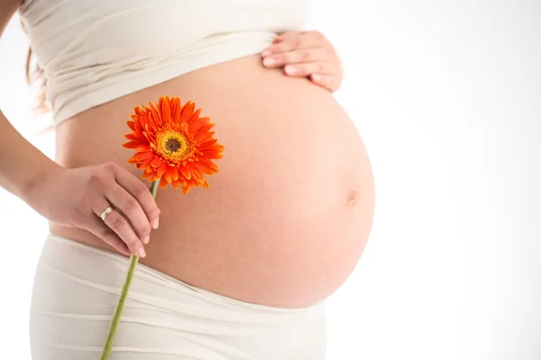 Ciąża, kobieta w ciąży i kwiat gerbera — Zdjęcie stockowe