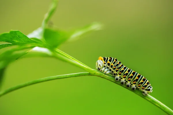 Lagarta verde bonita rasteja em uma grama verde — Fotografia de Stock