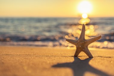 Sahilde denizyıldızı
