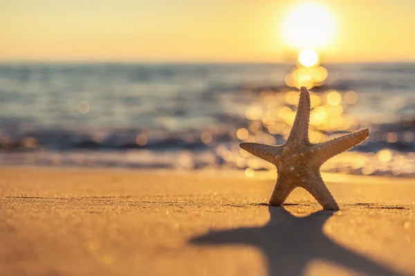 Estrela do mar na praia — Fotografia de Stock