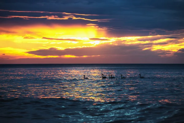 Belo nascer do sol ao longo do horizonte, nuvens dramáticas e cisnes — Fotografia de Stock